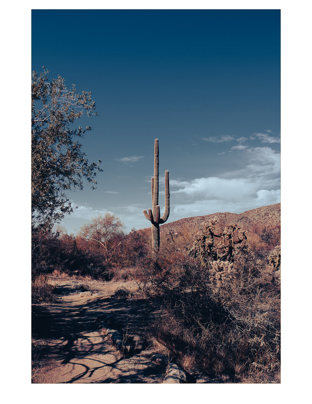 Path of the Saguaro-Casa Dolce