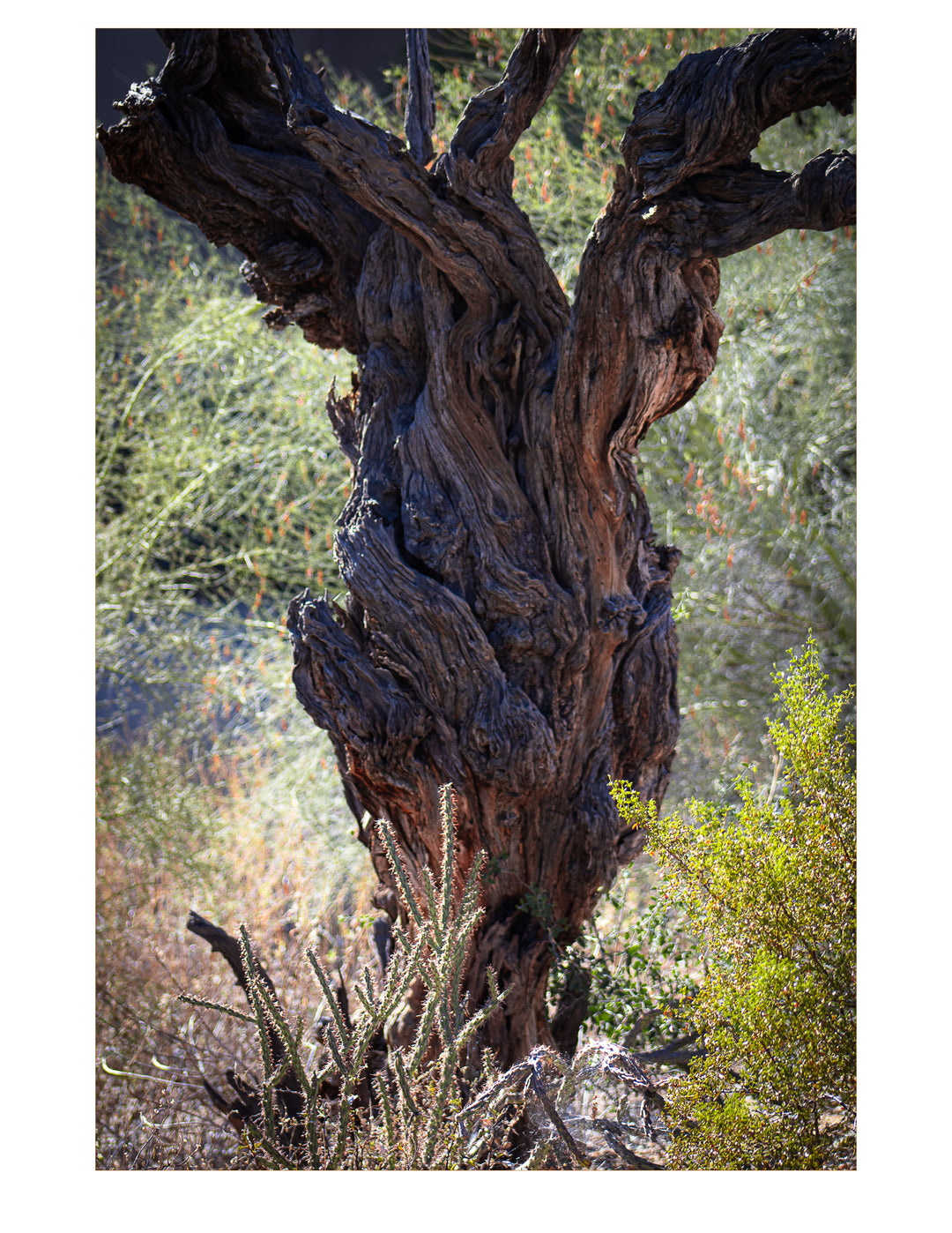 Rooted in Time-Casa Dolce