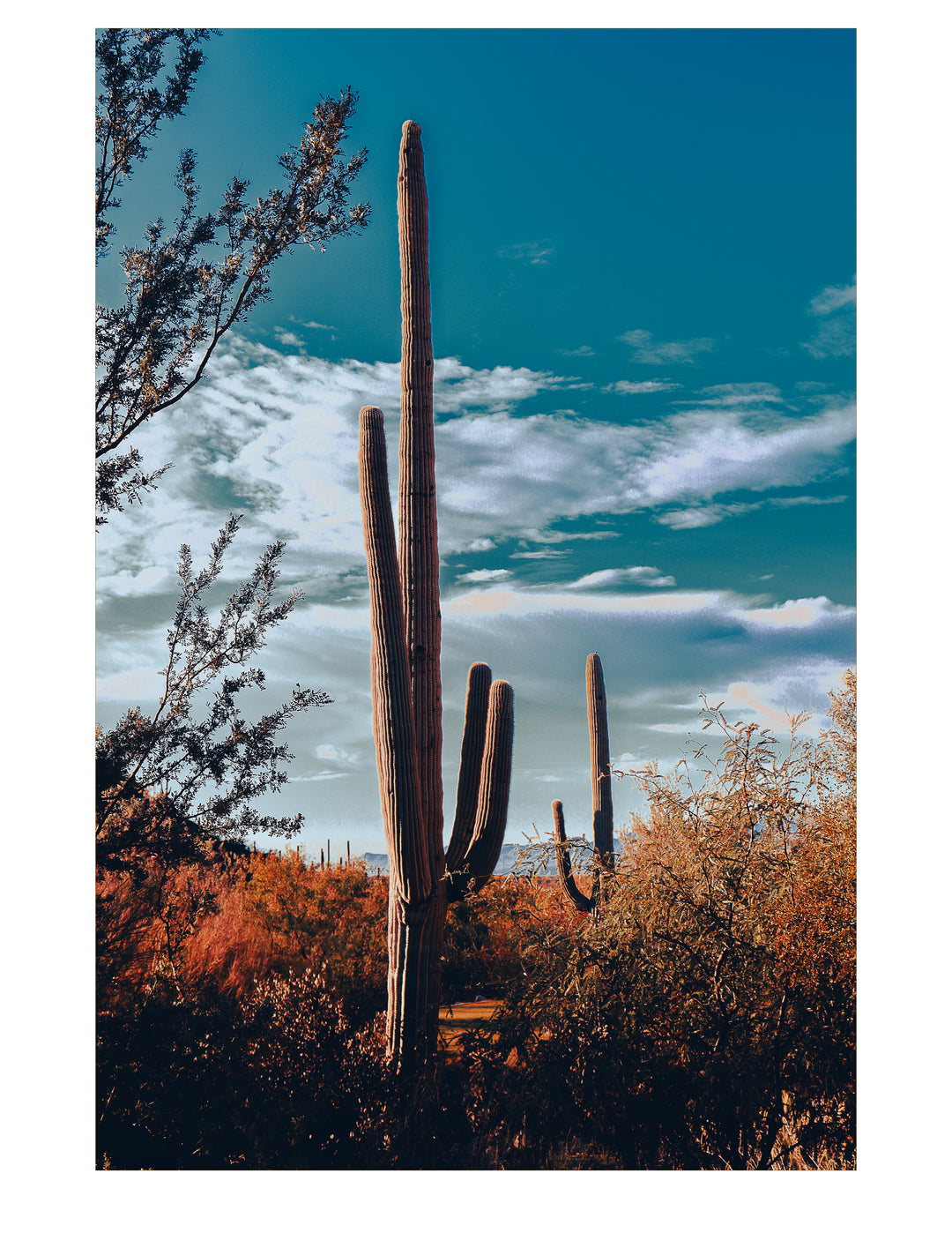 Sentinels of the Sonoran-Casa Dolce