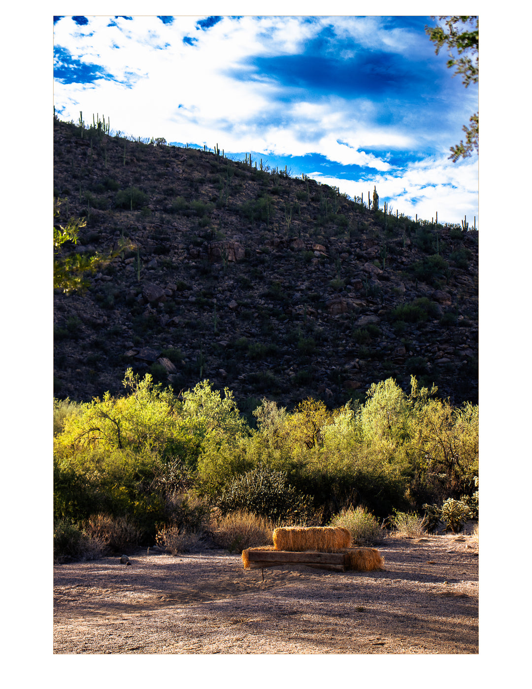 Stillness in the Shade-Casa Dolce