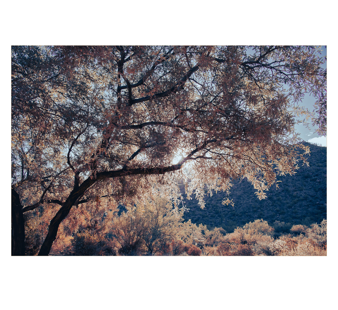 Sunlit Silence-Casa Dolce