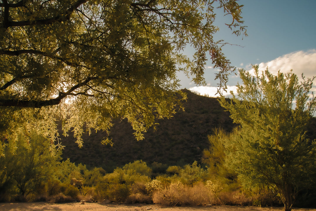 Golden Hour Shelter-Casa Dolce