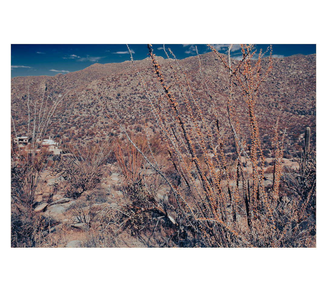 Wilderness in Bloom-Casa Dolce