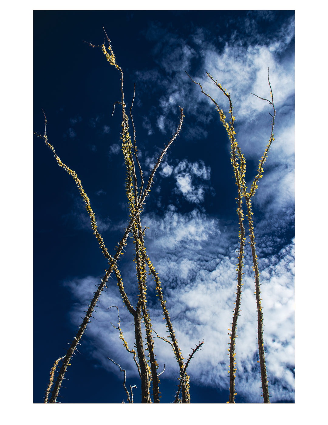 Reach for the Sky-Casa Dolce