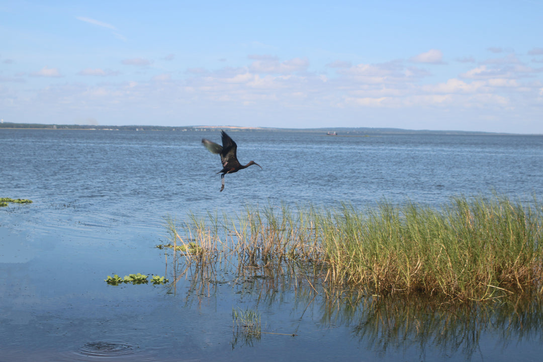 Grace in Flight-Casa Dolce