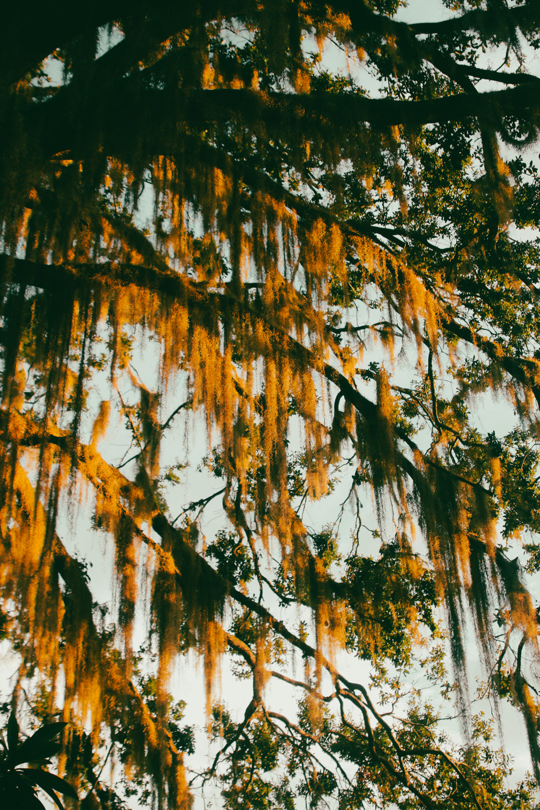 Golden Veil-Casa Dolce